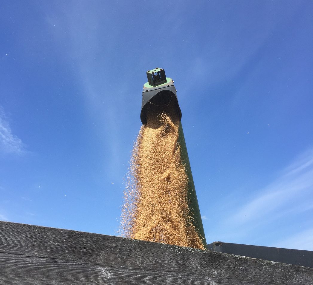 Allinace Agri-Turf feeding grain