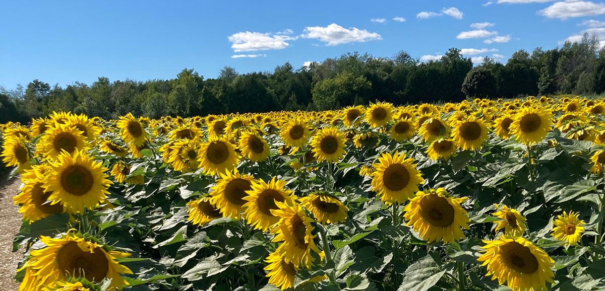 Alliance Agri-Turf sunflower crop